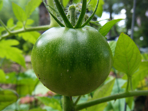 Green Tomato