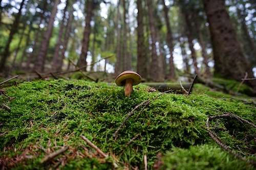 mushroom on the forest floor
