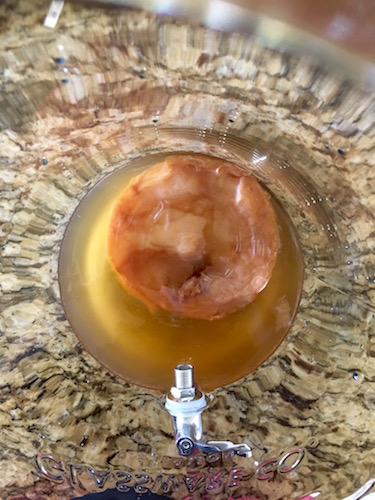 Kombucha Scoby