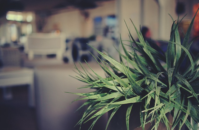 Indoor plants